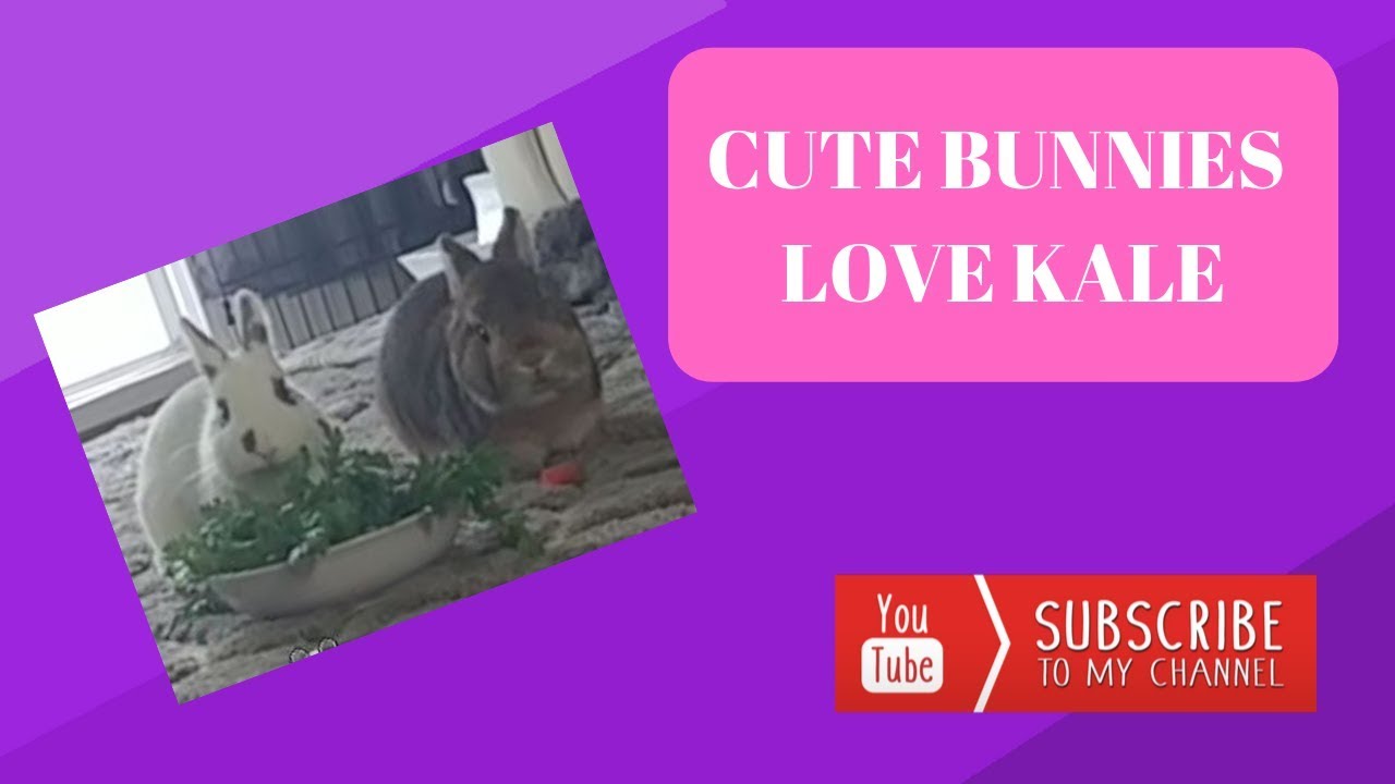 Rabbits Eating Salad | Cute Cuddly Bunnies | The Fluffy Crew
