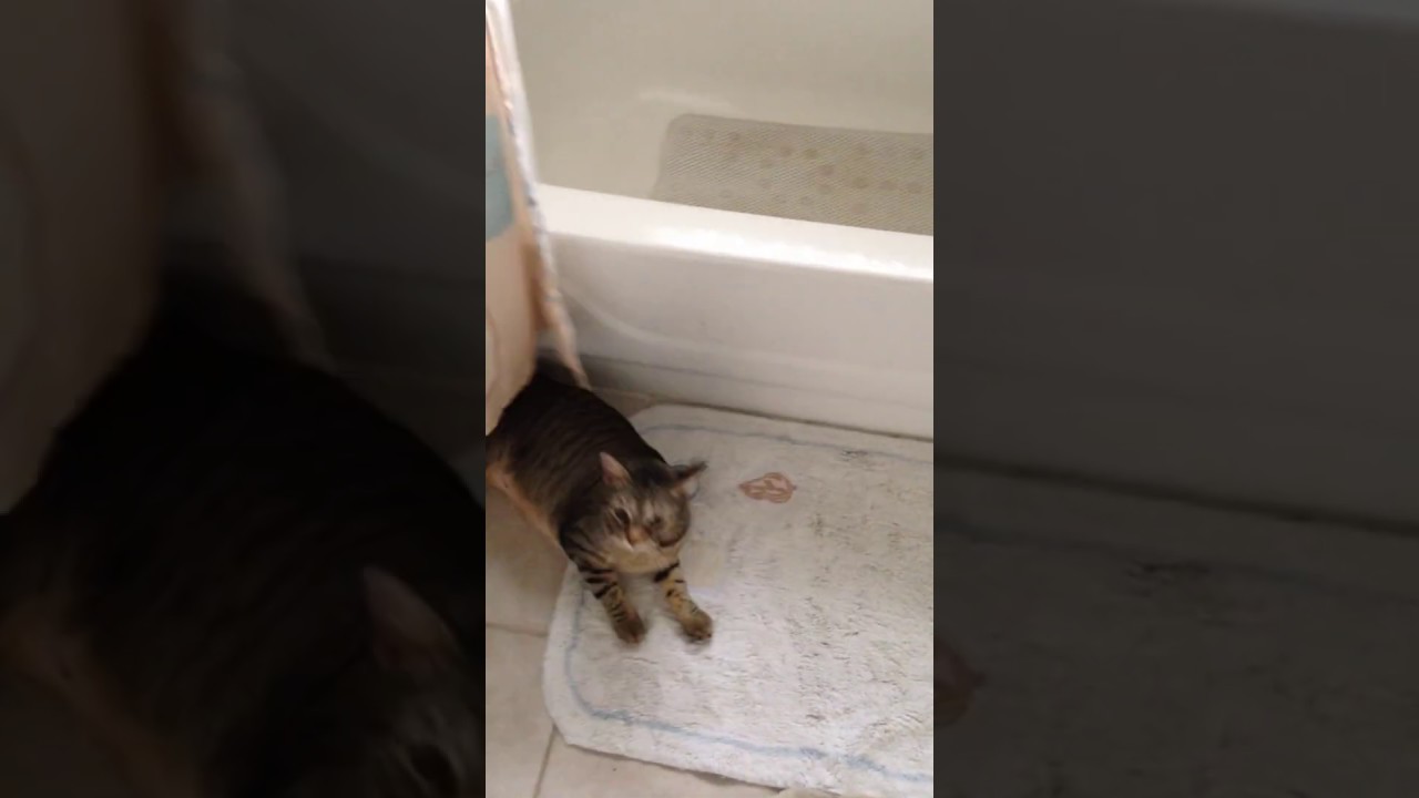 Cutie Cat small clip | Cat Videos | Cutest Babies & Animals