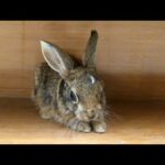 Funny Baby Bunny Rabbit Videos/baby rabbit learning to hop