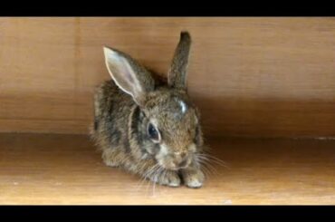 Funny Baby Bunny Rabbit Videos/baby rabbit learning to hop