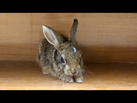 Funny Baby Bunny Rabbit Videos/baby rabbit learning to hop