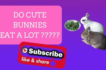 Do Rabbits Eat A Lot | Cute Bunnies Eating | The Fluffy Crew