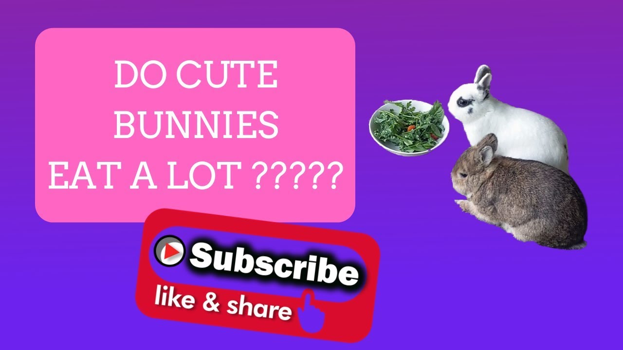 Do Rabbits Eat A Lot | Cute Bunnies Eating | The Fluffy Crew
