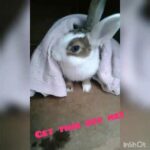 Cute bunny!!!!!!