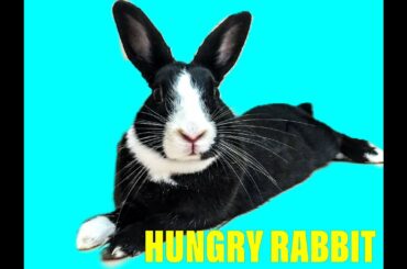 RABBIT EATS AND GET ANGRY 🐇 Tukaka’s life #bunny #eats #funny