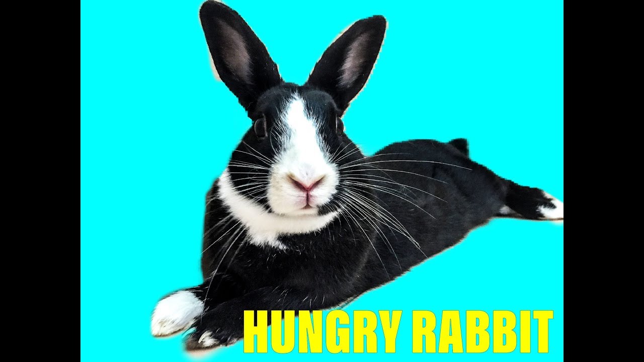 RABBIT EATS AND GET ANGRY 🐇 Tukaka’s life #bunny #eats #funny