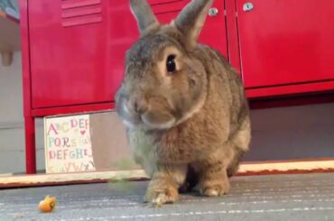 Cute House Rabbit Eating Tiny Carrot - Cute Bunny Video