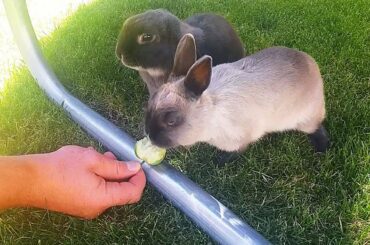 Cute And Fluffy Bunnies Eating Apple 🍎 (funny video)