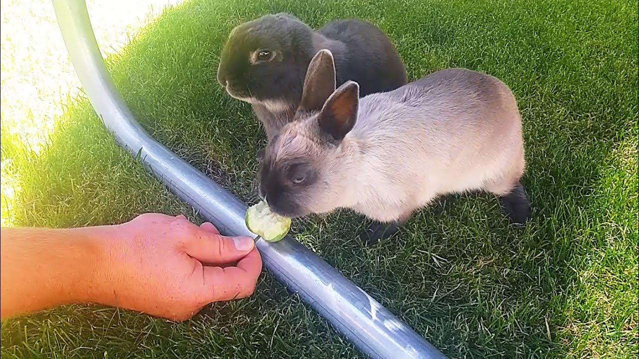 Cute And Fluffy Bunnies Eating Apple 🍎 (funny video)