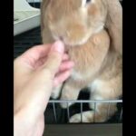 Cute bunny cuddling