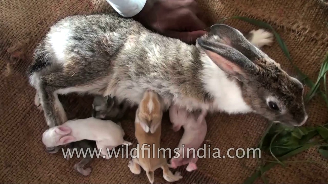 Cute blind baby rabbits furiously fight for mother's milk