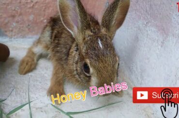 Hen,Chicken and Rabbit Babies|Honey Babies|All cute babies and The inevitable moments