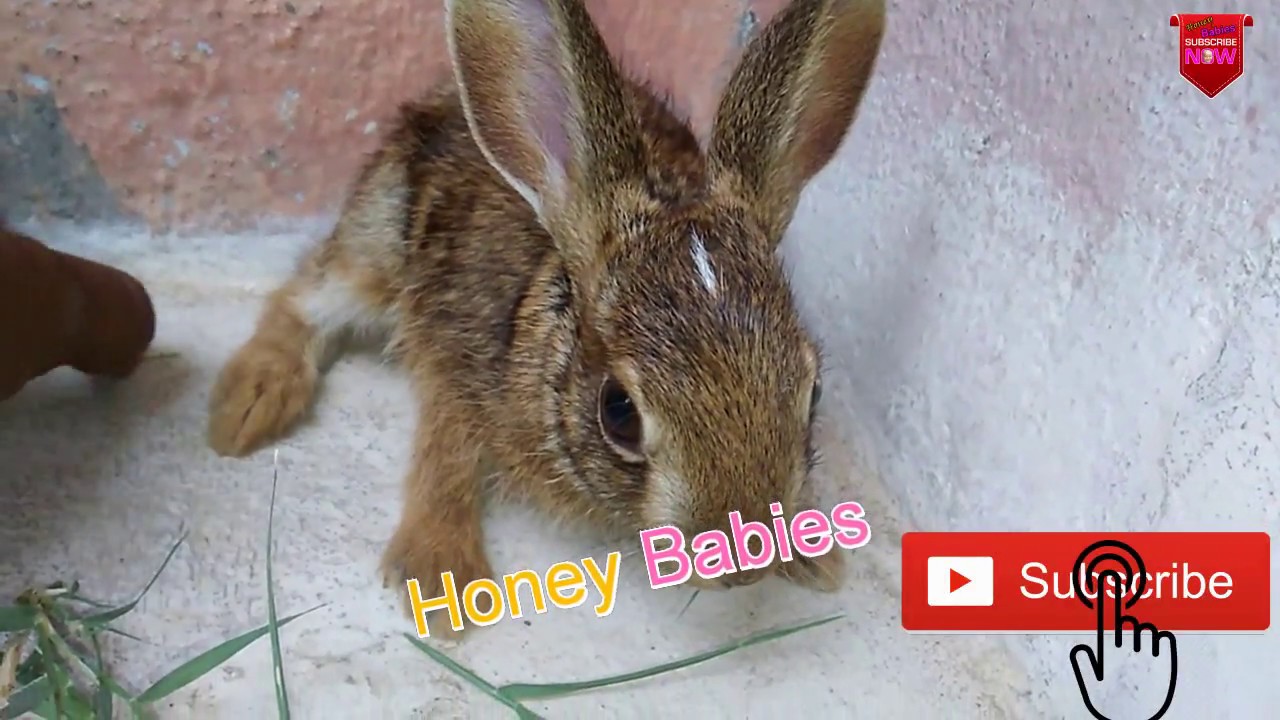 Hen,Chicken and Rabbit Babies|Honey Babies|All cute babies and The inevitable moments