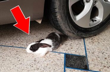 Crushing Crunchy & Soft Things by Car - EXPERIMENT: CAR VS Rabbit