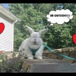 bunny goes outside for the first time *SO CUTE*
