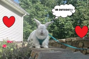 bunny goes outside for the first time *SO CUTE*