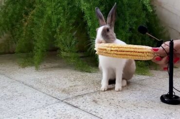 So cute Rabbit eating Corn - ASMR Eating show - Videos for Kids - Видео для детей