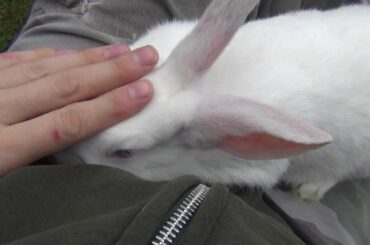 New Zealand White Bunny Rabbit