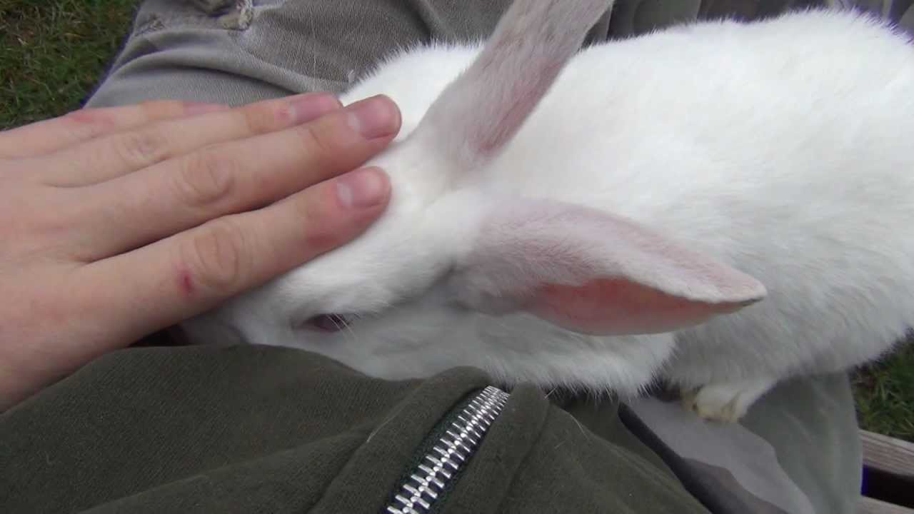 New Zealand White Bunny Rabbit