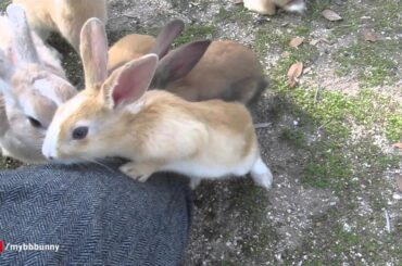 Japan's Rabbit Island Bunnies have NO FEAR!