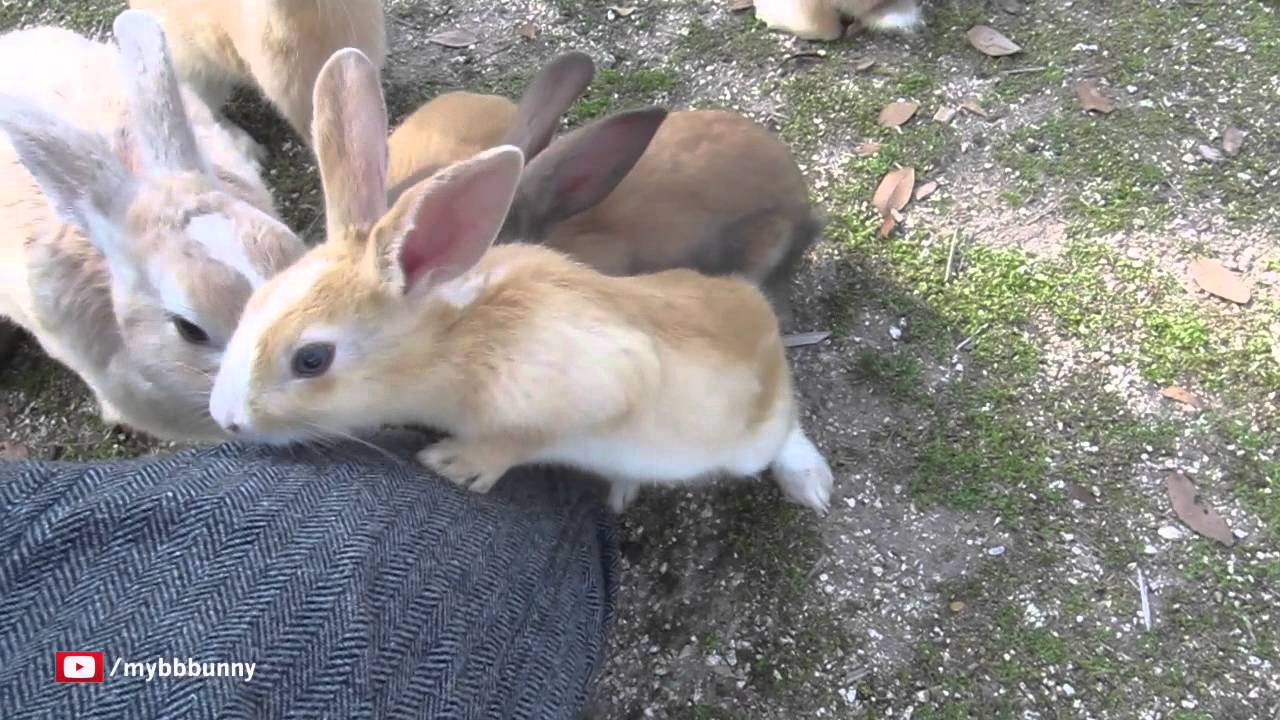Japan's Rabbit Island Bunnies have NO FEAR!