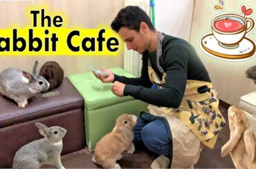 The Rabbit Cafe Tokyo Japan | Bunny Cafe Japan | Usa Cafe Mimi