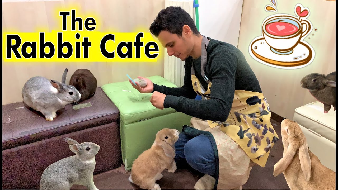 The Rabbit Cafe Tokyo Japan | Bunny Cafe Japan | Usa Cafe Mimi