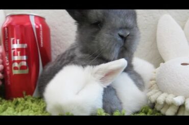 Baby Bunnies BFF!