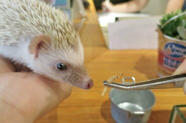 Cute Hedgehog Devours Mealworms!