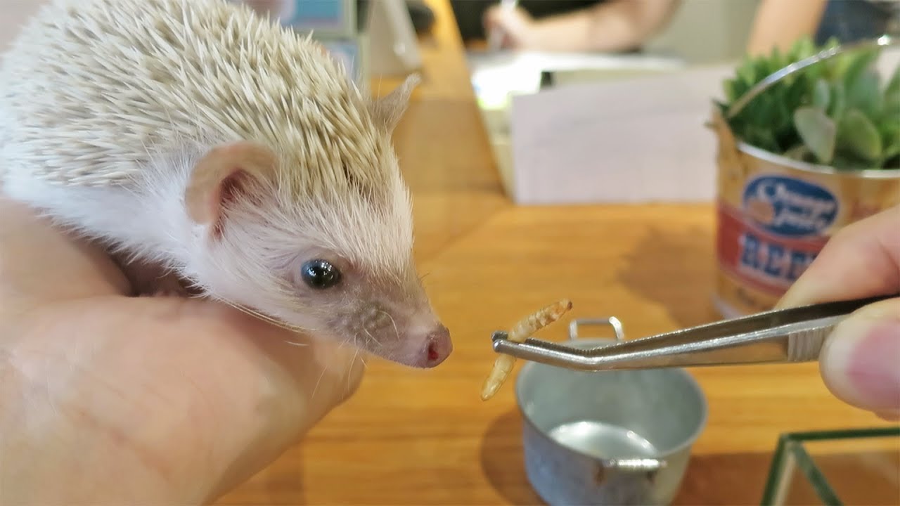 Cute Hedgehog Devours Mealworms!