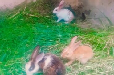 funny baby bunny rabbit video by sumera khan