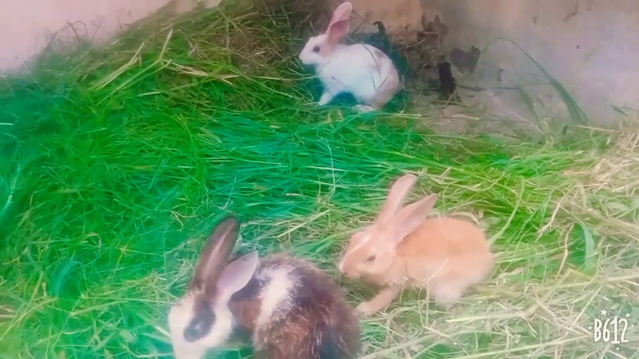 funny baby bunny rabbit video by sumera khan