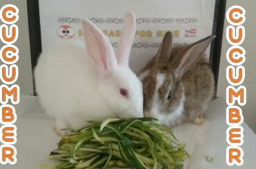 RABBİT EATS CUCUMBER PEEL ASMR - Rabbit ROMEO and JULİET