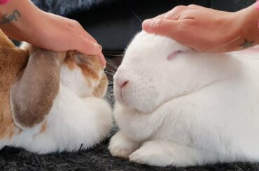 Petting my rescued bunnies before they fall asleep