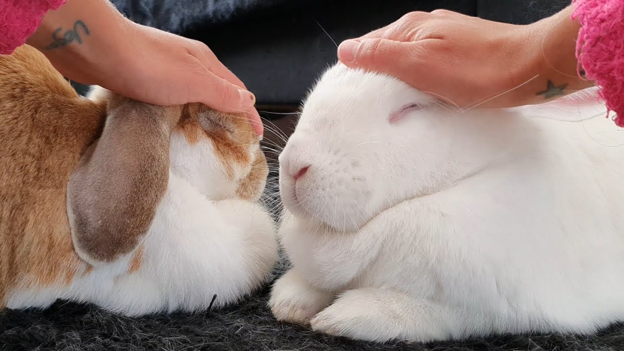 Petting my rescued bunnies before they fall asleep