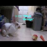 Cute Rabbit Having the Best of His Life After Being Rescued in the Street | Pet Amazing Adventure