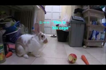 Cute Rabbit Having the Best of His Life After Being Rescued in the Street | Pet Amazing Adventure