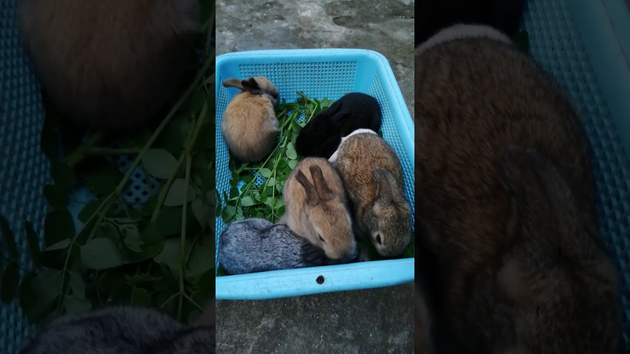 Rabbits / Cute Bunnies