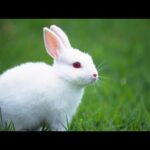 Cute Animal Rabbit as a cute pets