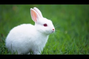 Cute Animal Rabbit as a cute pets