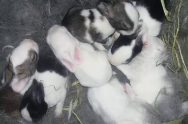 Newborn Baby Bunnies Snuggle and Sleep