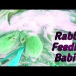 Bunny Rabbit|| Baby Rabbit|| Funny Rabbit|| cute bunny rabbit|| rabbit feeding milk to babies ससा