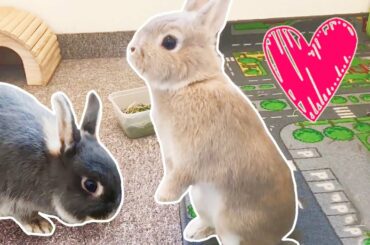 Cute Bunny with Special Ability - Bunny Party Trick - Netherland Dwarf Rabbits Having Conversation