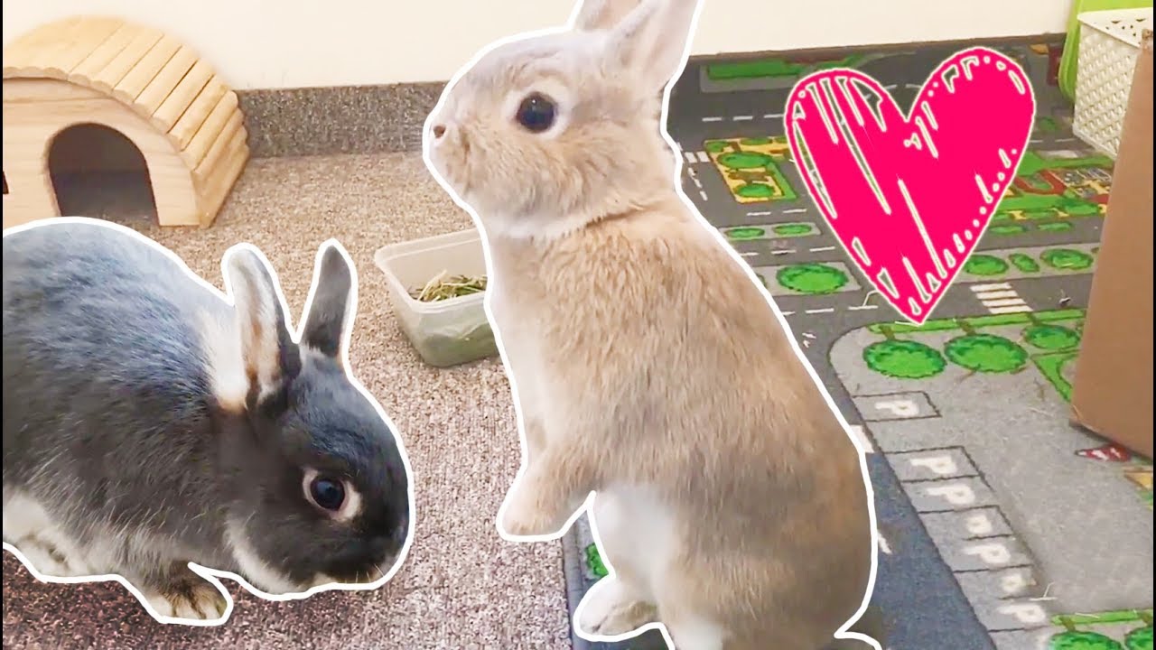 Cute Bunny with Special Ability - Bunny Party Trick - Netherland Dwarf Rabbits Having Conversation