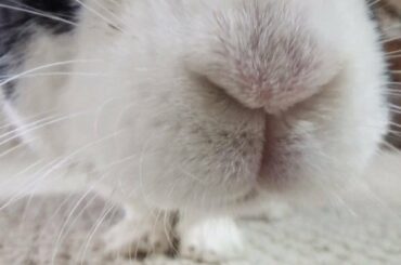 RABBIT EATING TREATS! (Official Music Video)