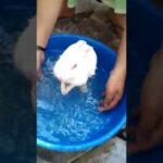 New baby rabbit bath in the water.