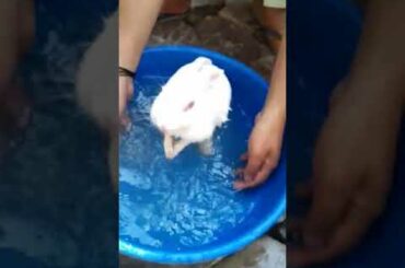 New baby rabbit bath in the water.