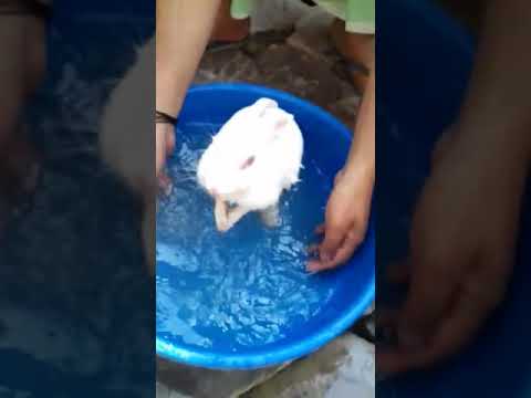 New baby rabbit bath in the water.