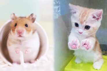 Animals SOO Cute! Cute baby animals Videos Compilation cutest moment of the animals #3