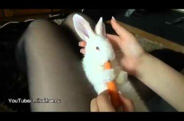 Cute Bunny enjoying Carrot  N 2